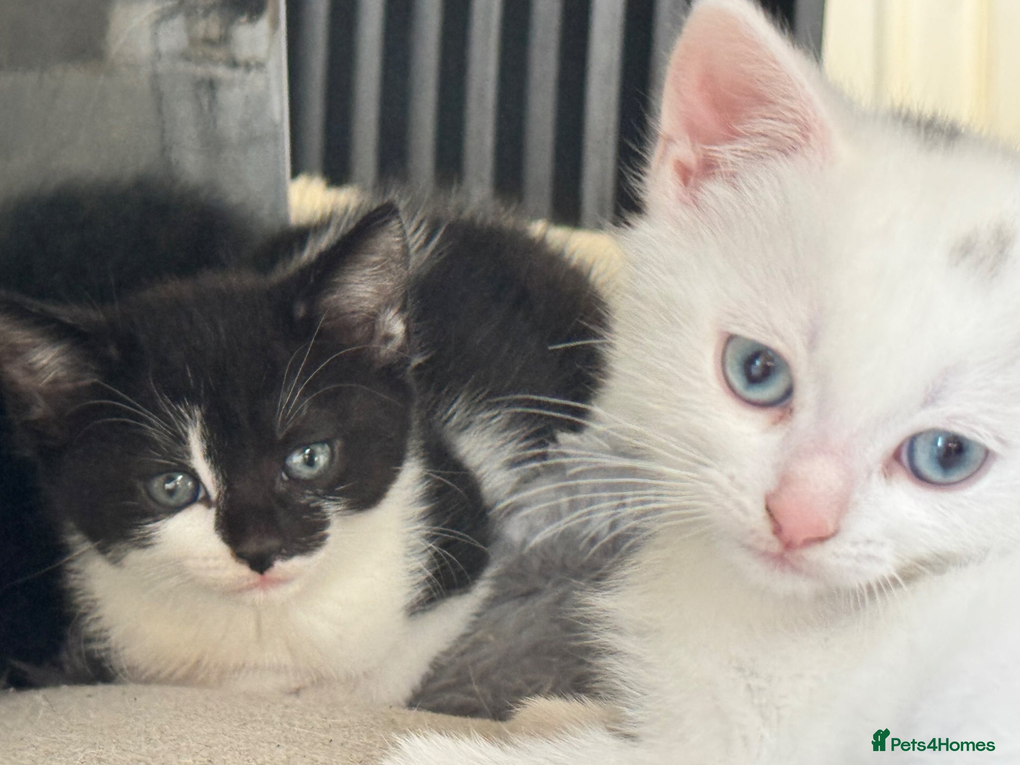 Mixed Breed cats TWO LEFT friendly kittens ready for forever homes  - Advert 2