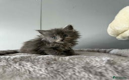 Maine Coon cats for sale: TICA registered large Maine Coon kittens - Image 9