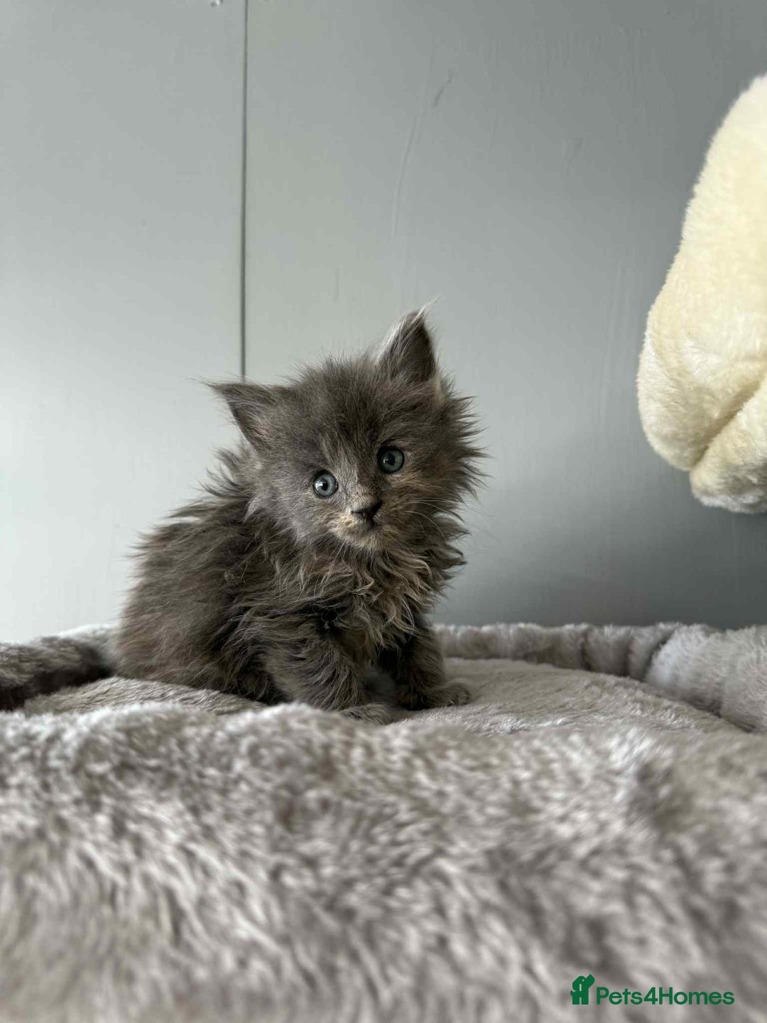 Maine Coon cats for sale: TICA registered large Maine Coon kittens - Image 9