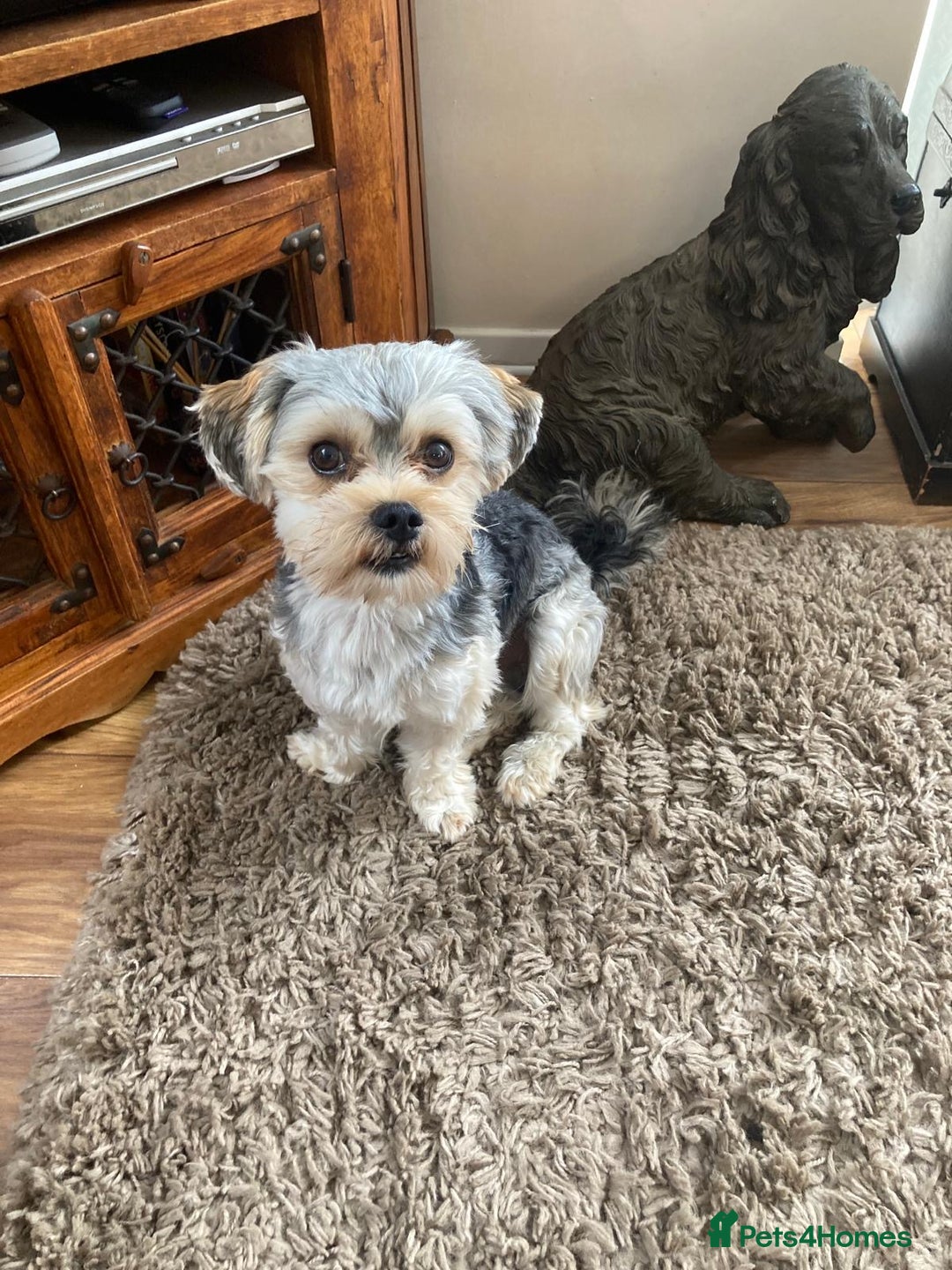 Morkie dogs for stud: Morkie Stud  - Advert 1