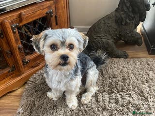 Morkie dogs Morkie Stud - Advert 1