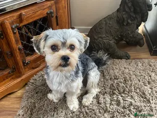 Morkie dogs Morkie Stud - Advert 17