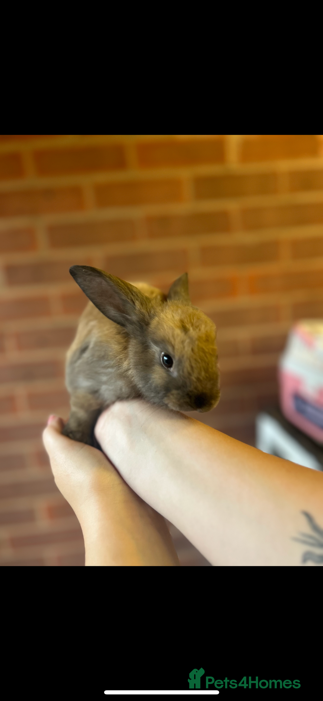 Mixed Breed rabbits for sale: Mini Lop Babies available now & 2 week old babies - Image 2
