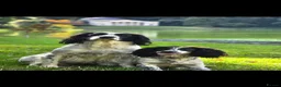 English Springer Spaniel dogs for sale: English springer spaniel litter  - Advert 3