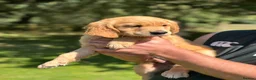 Golden Retriever dogs for sale: Excellent duel purpose KC Golden Retriver boy in Matlock - Advert 2