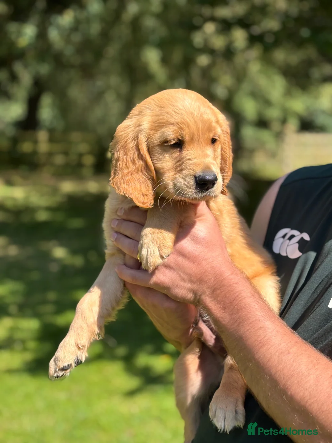 Golden Retriever dogs for sale: Excellent duel purpose KC Golden Retriver boy in Matlock - Advert 2