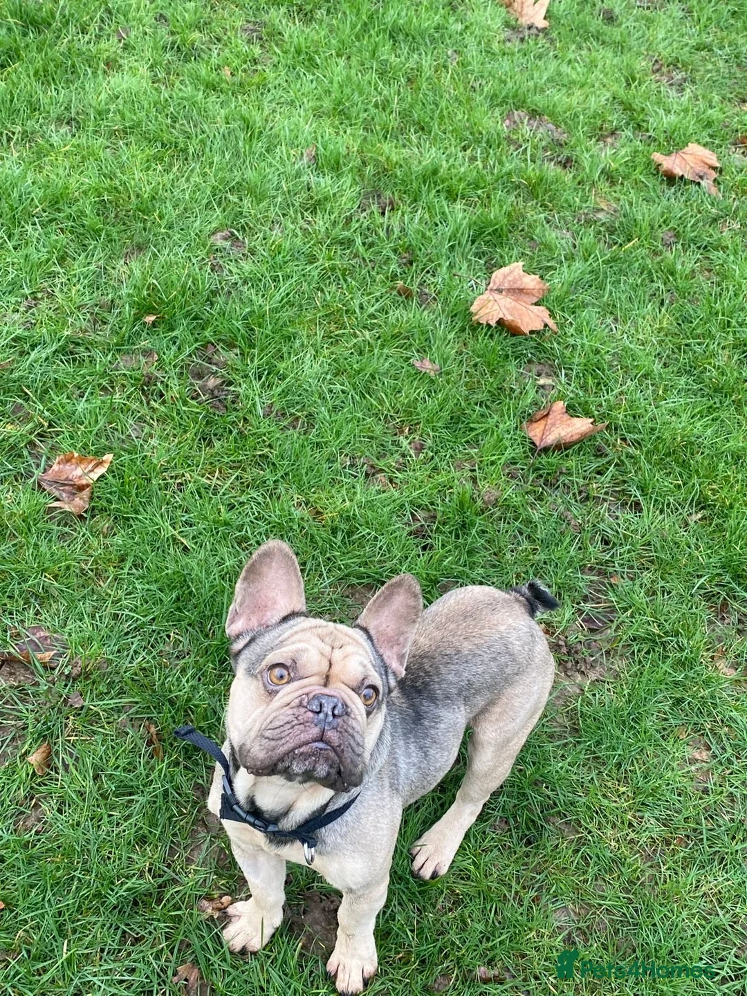 French Bulldog dogs for sale: Bailey - Advert 8