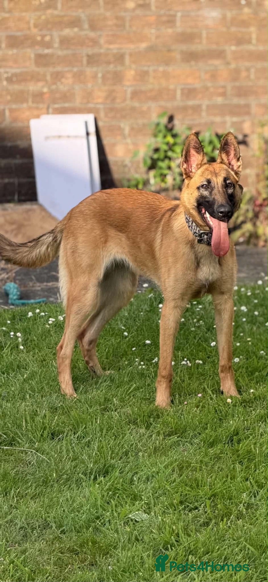 Mixed Breed dogs Shepinois bitch  - Advert 1