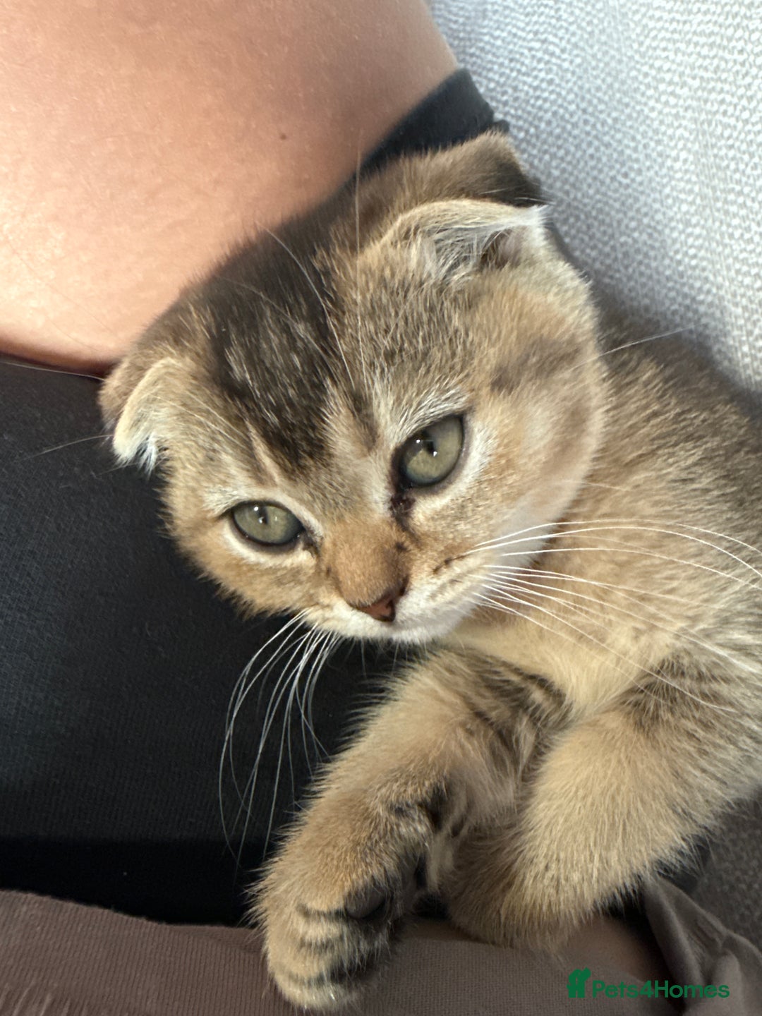 British Shorthair cats for sale: Scottish folds cross blue British - Image 8