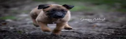 Belgian Shepherd Dog dogs for sale: KC Belgian Malinois pups *2 MALES AVAILABLE* - Advert 8