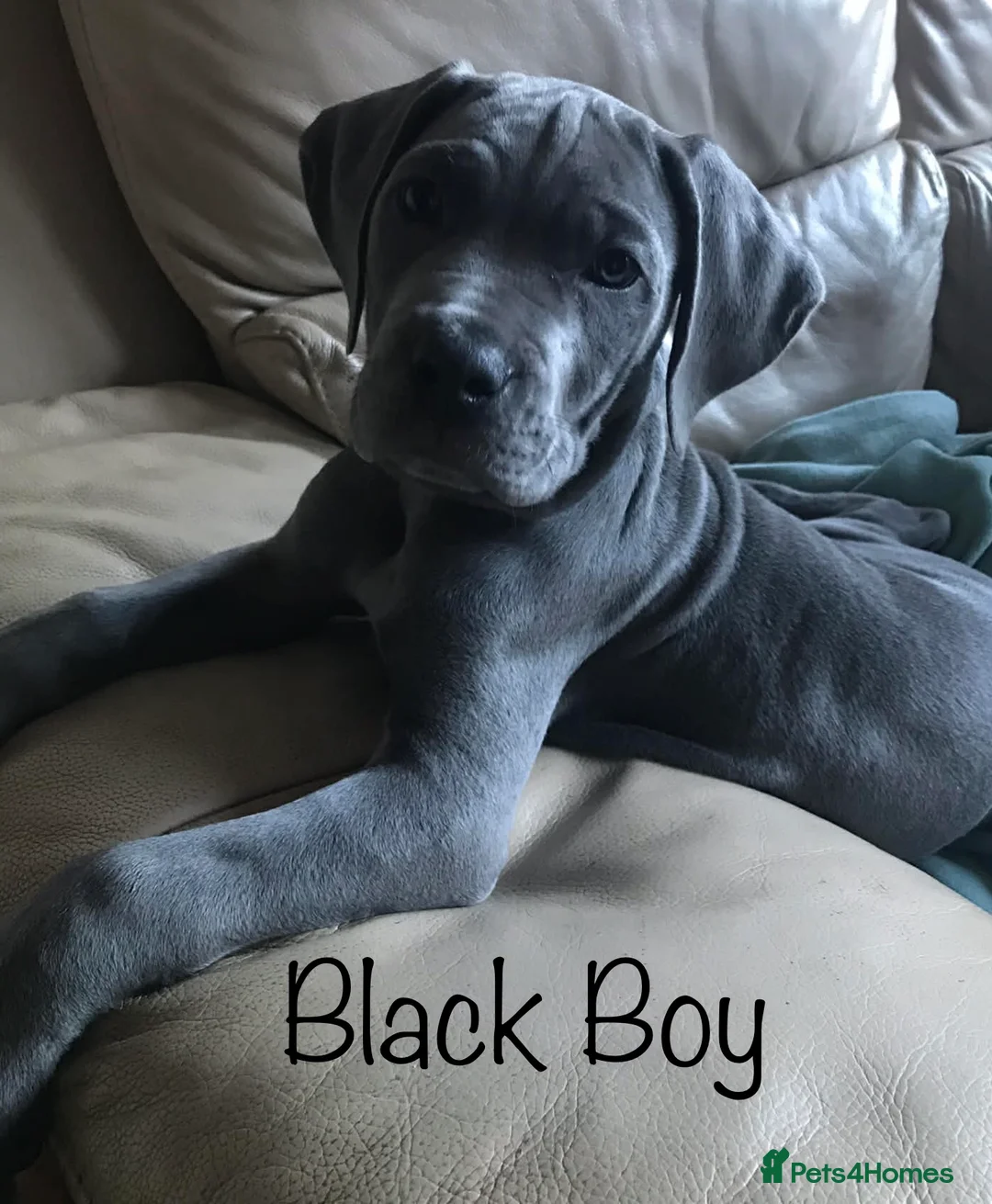 Cane Corso dogs for sale: Stunning 4th Generation Cane Corse Pups  - Advert 21