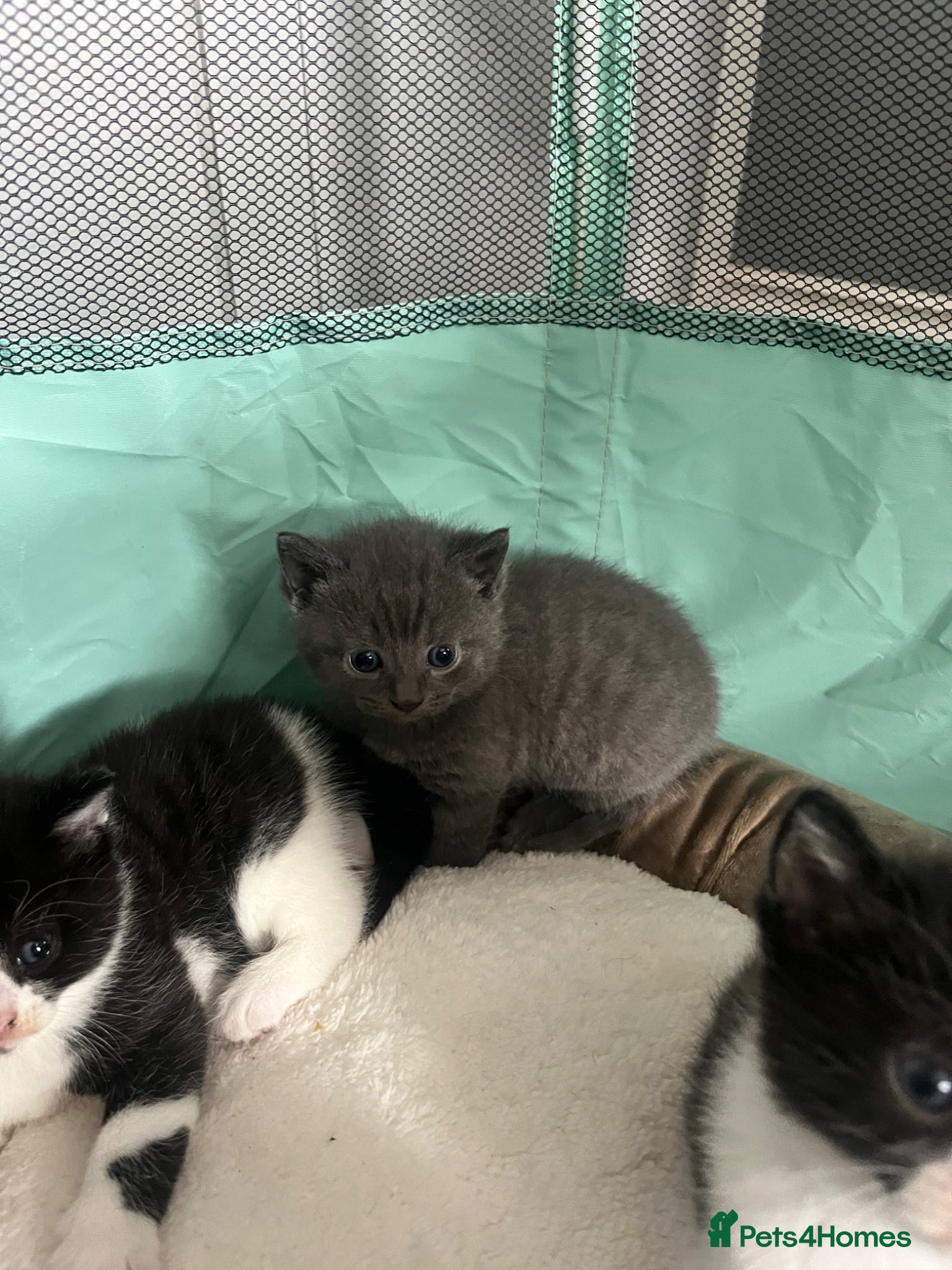 British Shorthair cats for sale: Black and white British shorthairs - Advert 8