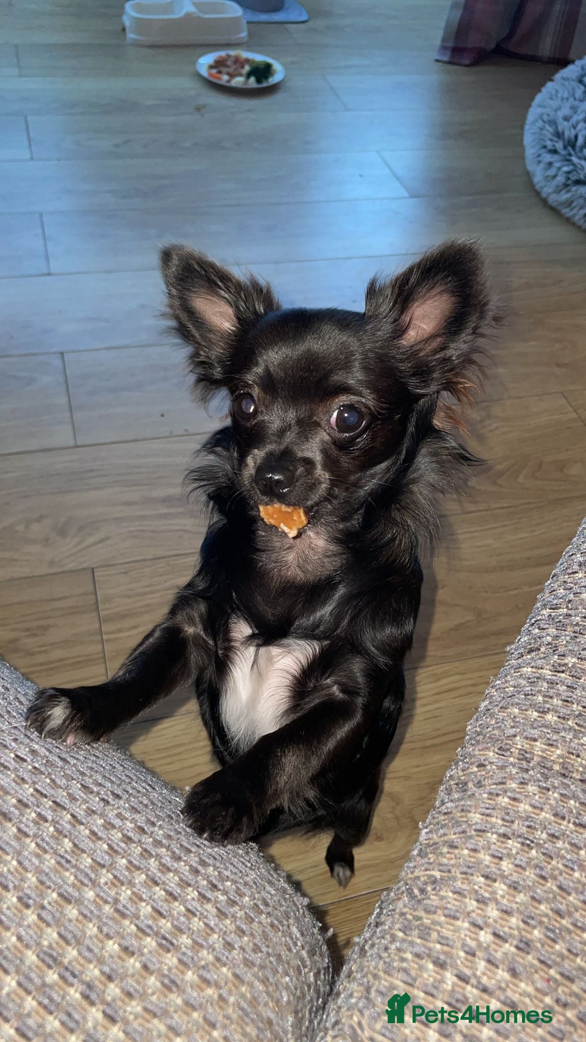Chihuahua dogs Ready to go whenever. - Advert 3