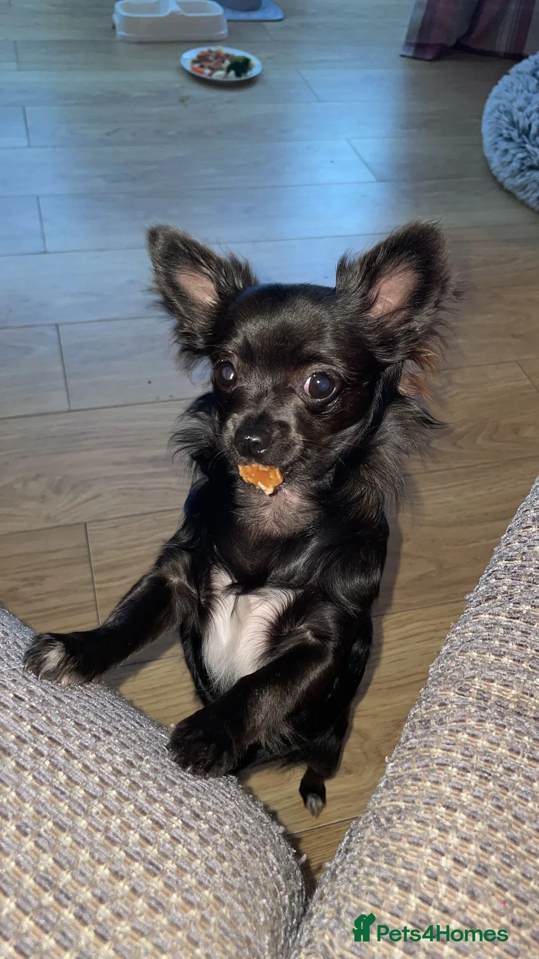 Chihuahua dogs for sale: Ready to go whenever. in Birmingham - Advert 1