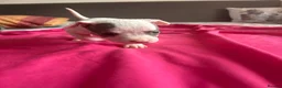 American Bully dogs for sale: Stunning American bully puppies for sale  - Advert 13