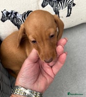 Miniature Dachshund dogs - Advert 1