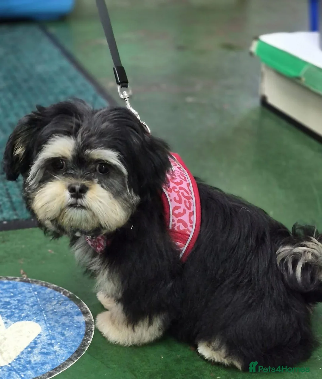 Shih Tzu dogs for stud: Stunning Lavender Dobie Shih Tzu in Motherwell - Advert 19