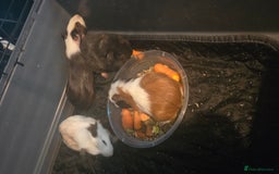 Guinea Pig rodents for sale: Baby guinepigs  - Image 3