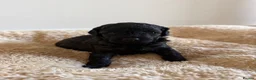 Miniature Poodle dogs for sale: 🖤 🐾 Perfect Poodle Puppies 🐾 🖤 - Advert 2