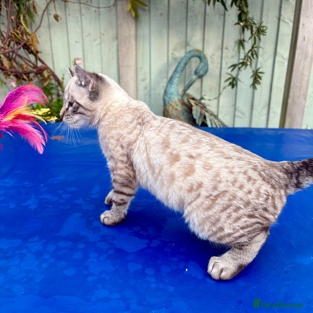 Bengal cats for sale: Breathtaking rare snow leopard  - Advert 6