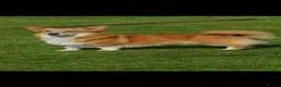 Welsh Corgi Pembroke dogs for sale: Top quality corgis  - Advert 3