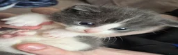 Mixed Breed cats for sale: Beautiful Blue/grey & white boys - Advert 7