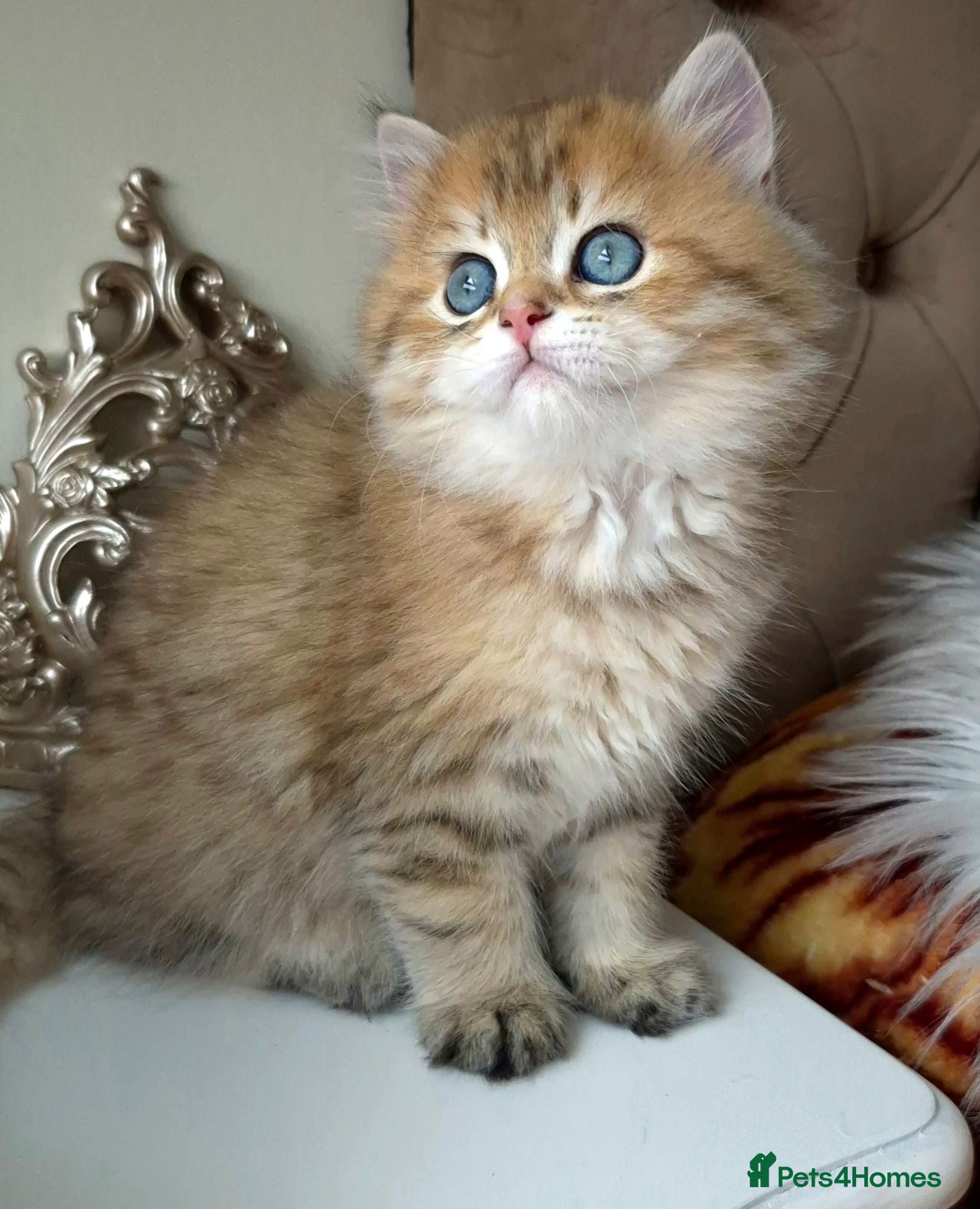 British Longhair cats British Longhair/Shorthair black golden shaded  - Advert 2