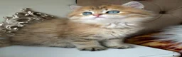 British Longhair cats for sale: British Longhair/Shorthair black golden shaded  - Advert 17