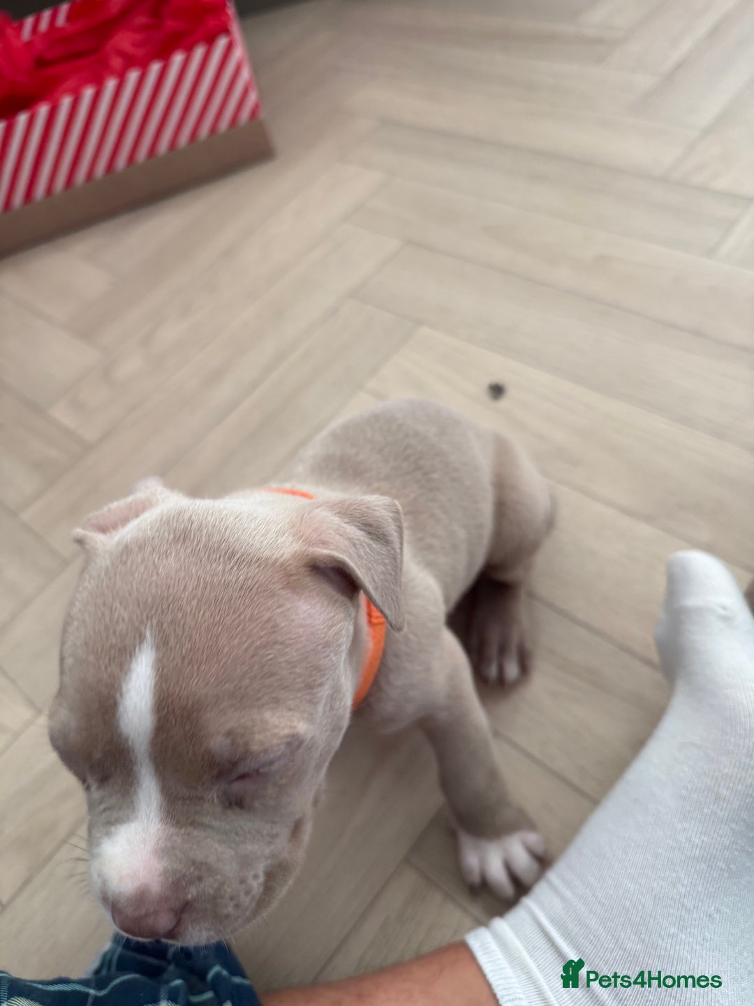 American Bully dogs for sale: 8 gorgeous American Bully pups 🐶 - Advert 22