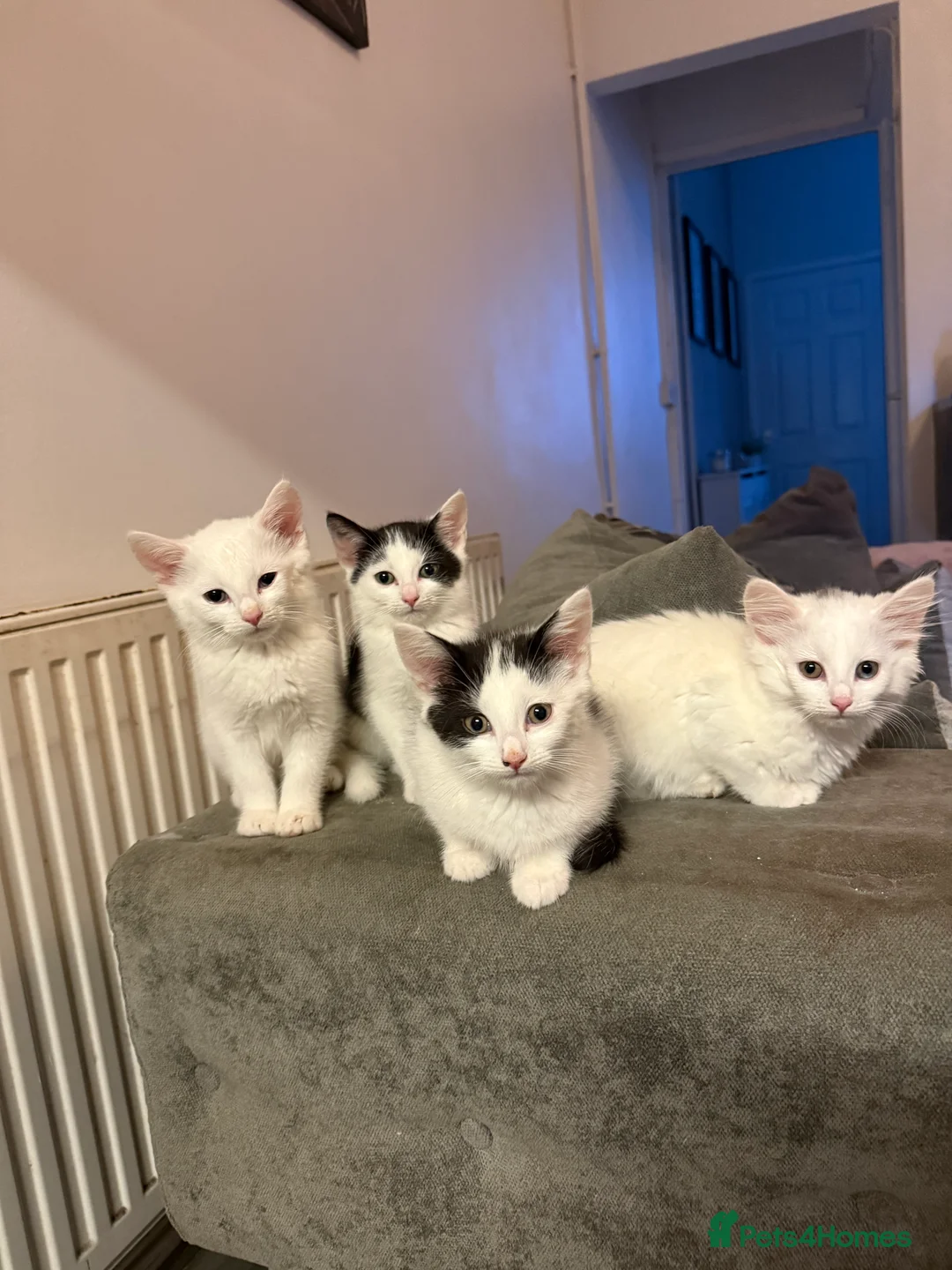 Mixed Breed cats for sale: 5 kittens ready to leave  - Advert 1