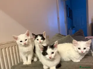 Mixed Breed cats 5 kittens ready to leave - Advert 2