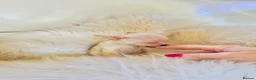 Chihuahua dogs for sale: 3 Male Extra Extra Small Chihuahua pups - Advert 32