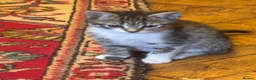 Mixed Breed cats for sale: Mixed breed female kittens ready now - Advert 9
