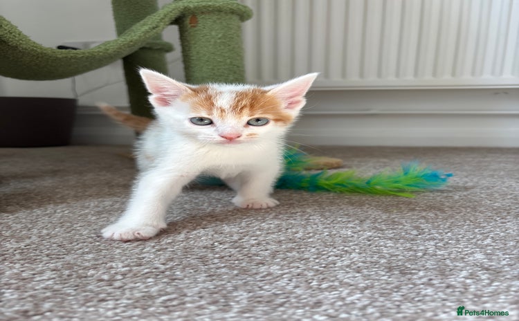 Domestic Shorthair cats - Advert 1