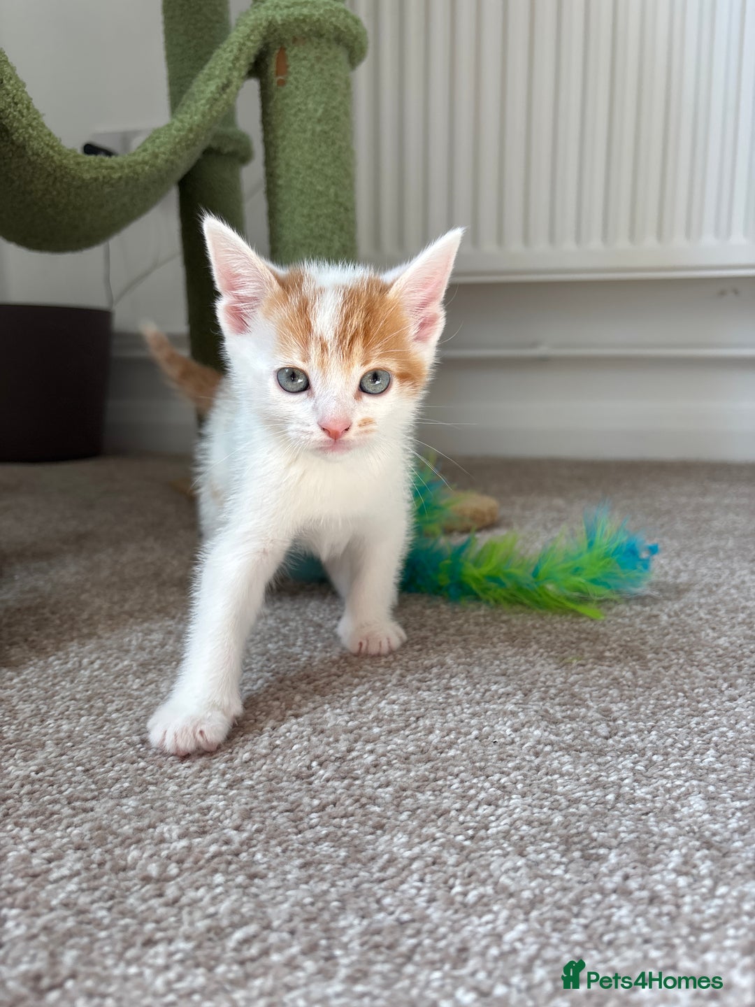 Domestic Shorthair cats for sale: 5 kittens available  - Image 1