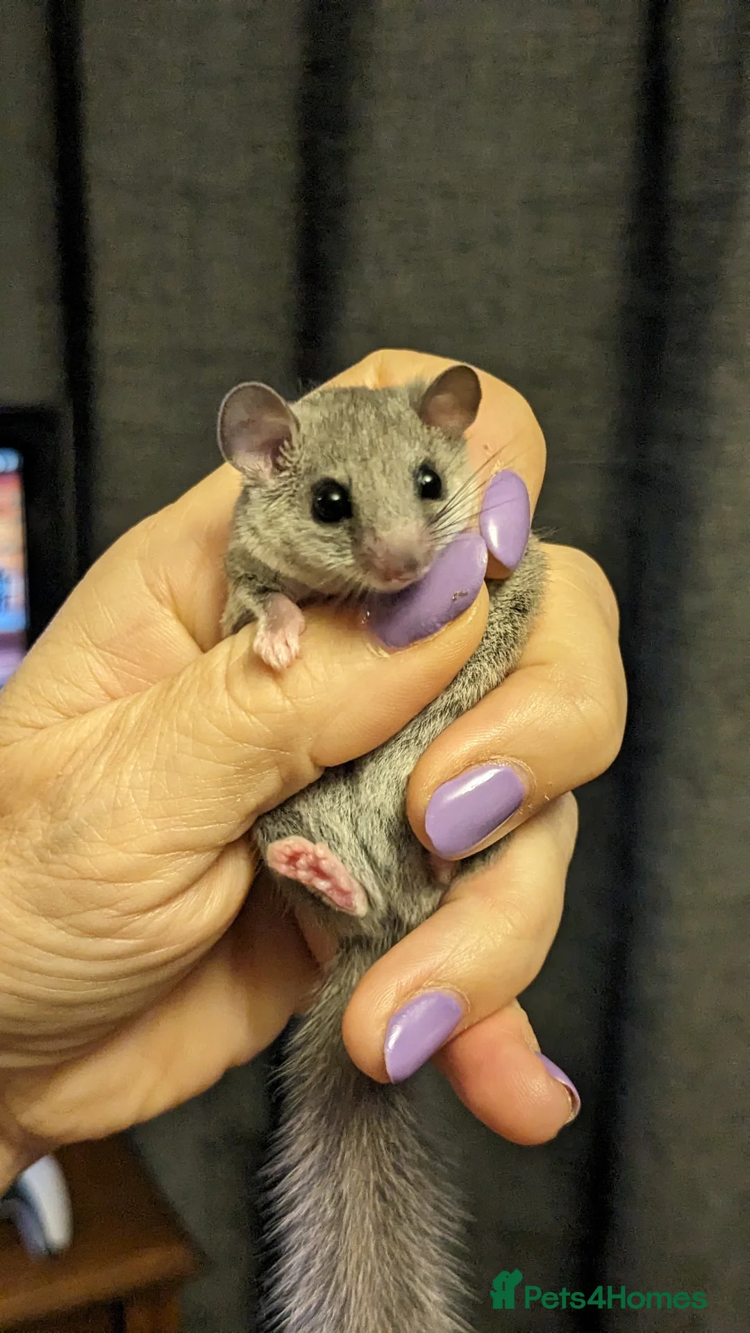 Mouse rodents for sale: African Pygmy Dormice (Micro Squirrel) - Advert 1