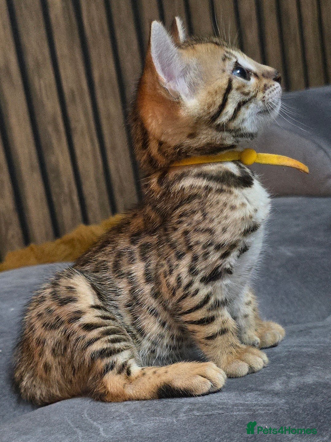 Bengal cats for sale: TICA Champion 2 boys available for reservation! - Advert 23