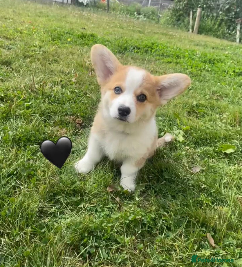 Welsh Corgi Pembroke dogs Gorgeous RKC reg corgi's DNA health tested parents - Advert 2
