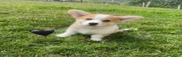 Welsh Corgi Pembroke dogs for sale: Gorgeous RKC reg corgi's DNA health tested parents - Advert 4