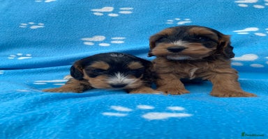 Cockapoo dogs - Advert 4