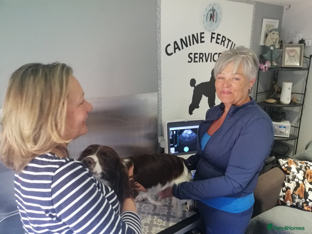 Sproodle dogs for sale: Sproodle F1 Puppies - Image 12