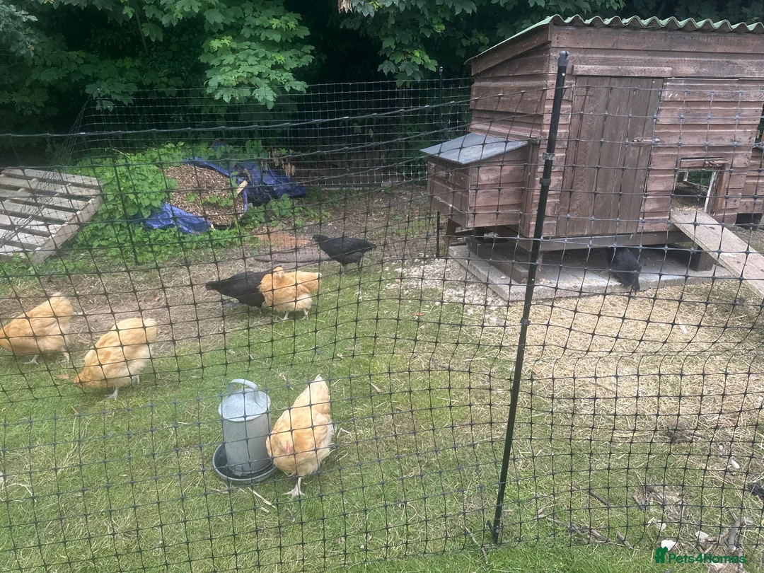 Chickens poultry for sale: Buff Orpington’s and Black copper maran in Loughborough - Advert 1