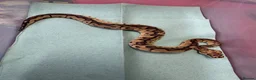 Python Snake reptiles for sale: Ball pythons  in Tredegar - Advert 10