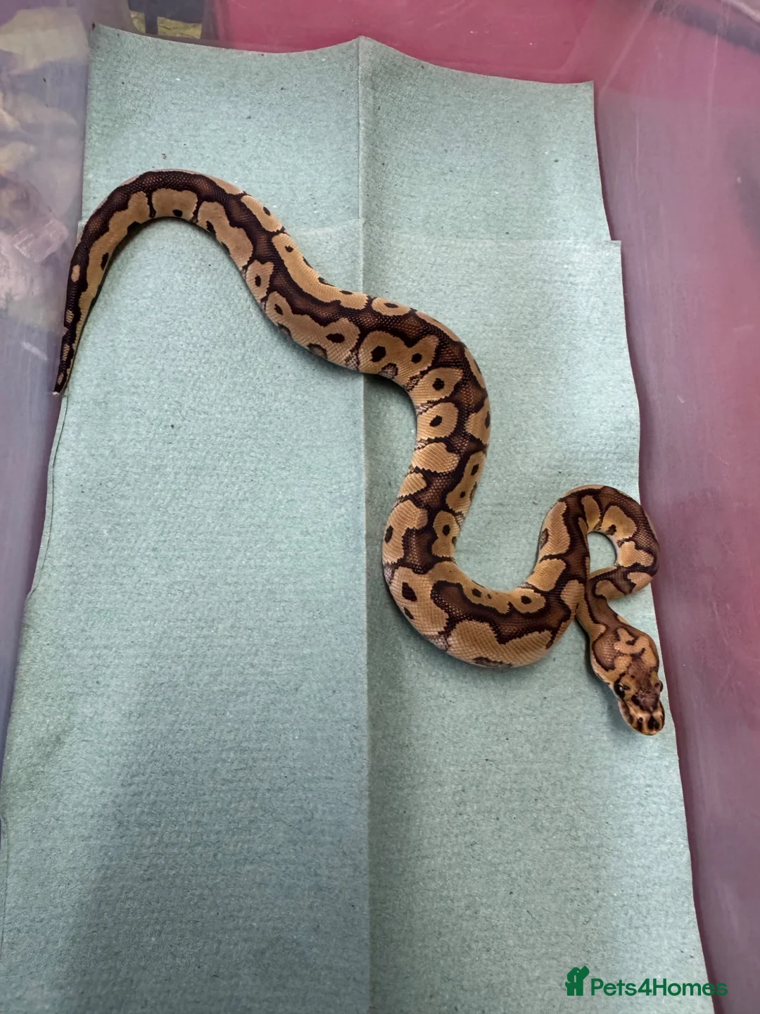 Python Snake reptiles for sale: Ball pythons  in Tredegar - Advert 10