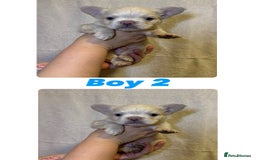 French Bulldog dogs for sale: Fluffy French Bulldog Puppies  - Image 7