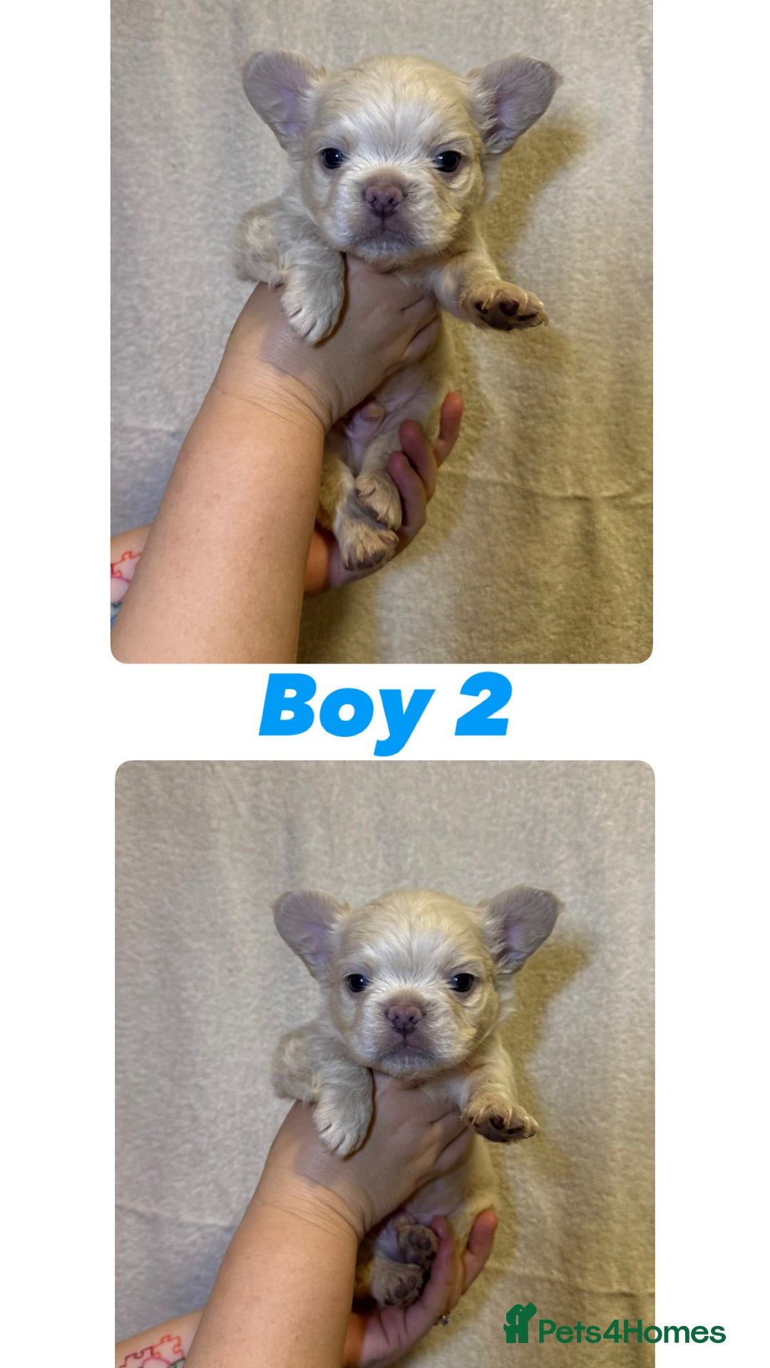 French Bulldog dogs for sale: Fluffy French Bulldog Puppies  - Image 7