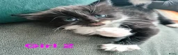 European cats for sale: 🐾AdorableKitten's BoysGirls LookingforLovingHomes - Advert 9