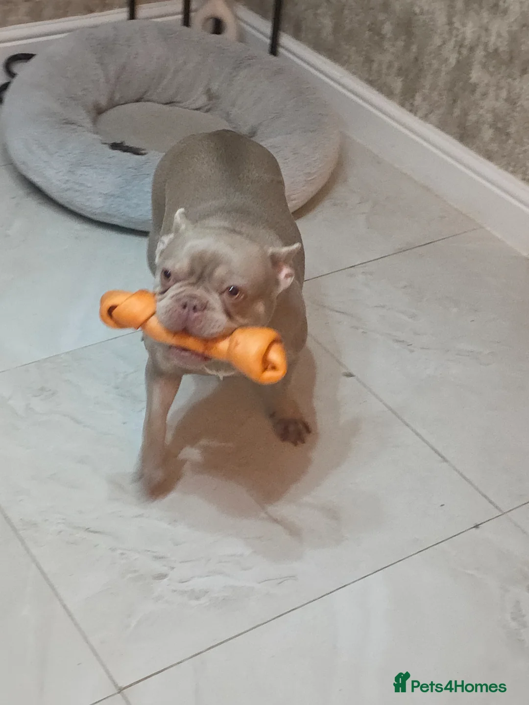 French Bulldog dogs for sale: 3 year old Pure French bulldog - Advert 2