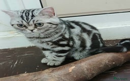 British Shorthair cats for sale: BSH.Silver Classic Tabby.ACTIVE. - Image 6