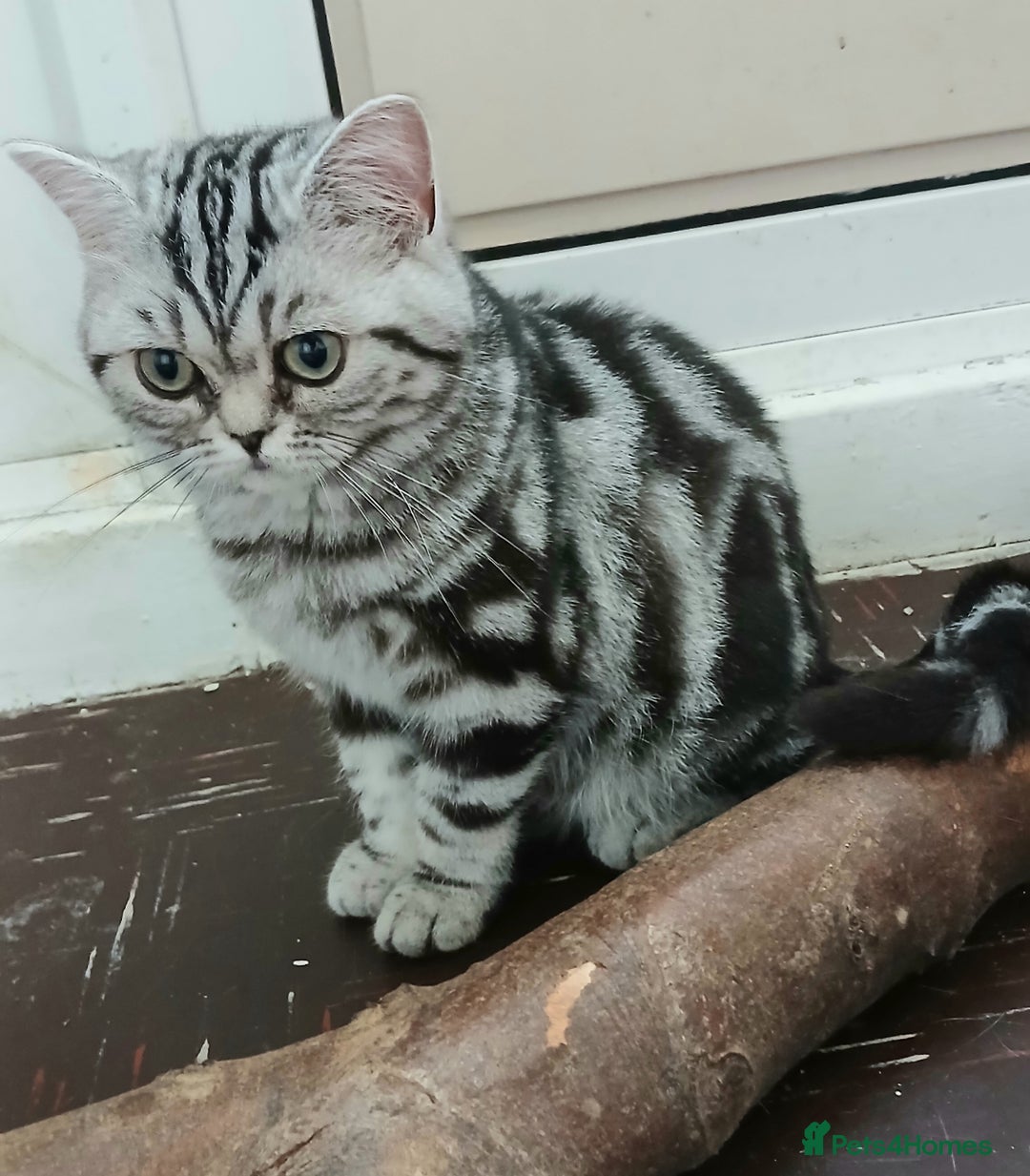 British Shorthair cats for sale: BSH.Silver Classic Tabby.ACTIVE. - Image 6